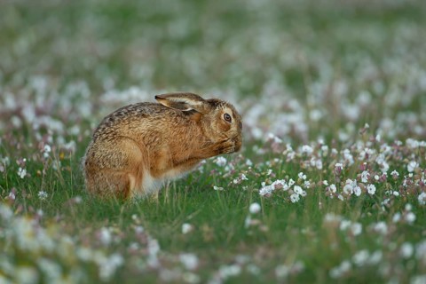 European brown hare (Lepus europaeus) adult animal washing its face amongst flowering Sea campion