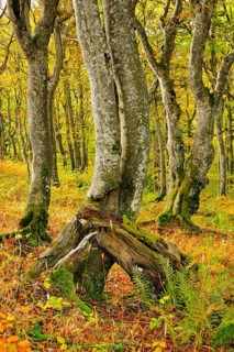 Gnarled beech forest in autumn on the Weissenstein, Swiss Jura in the canton of Solothurn,