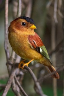 Black-capped Piprites (Piprites pileata) perched on a branch in the Atlantic rainforest of