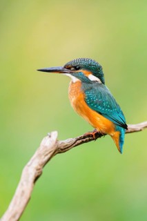 Common kingfisher (Alcedo atthis) sitting on an old wooden branch in late summer, wildife, Bavaria,