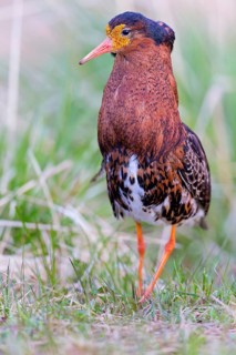 Ruff, (Philomachus pugnax), animals, birds, plumage during mating season, snipe bird, courtship,