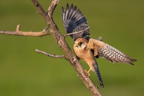 Red-footed Falcon (Falco vespertinus) female perched on a branch, Subotica, Serbia