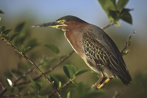 Green Heron (Butorides virescens), Florida, USA