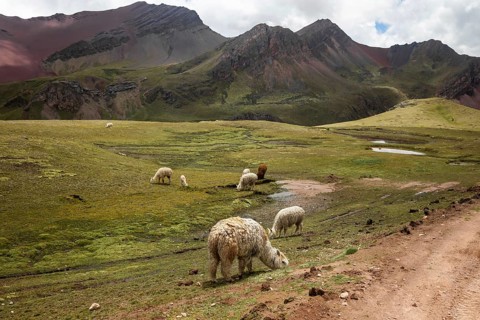 Alpacas graze peacefully in the stunning landscape of Peru's famous Vinicunca, also known as the