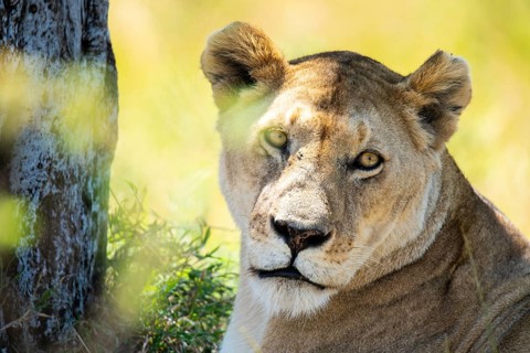 A majestic lioness rests in the lush grasslands of the Kenyan savanna, its gaze steady and powerful