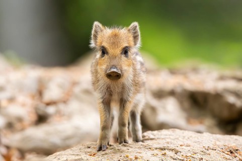Wild boar (Sus scrofa) piglet standing in a forest, Bavaria, Germany