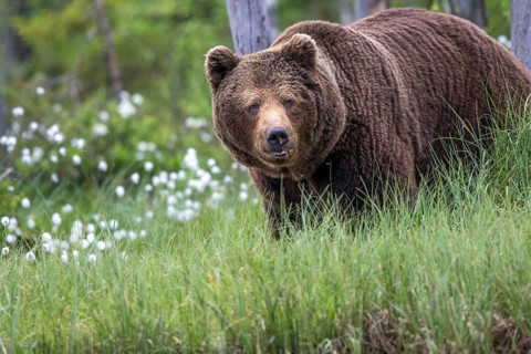 European brown bear (Ursus arctos), Europe, Scandinavia, Finland