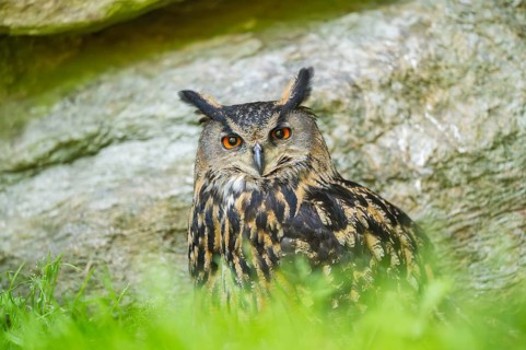 Eurasian eagle-owl (Bubo bubo) sitting on a rock in a stone wall, Bavaria, Germany
