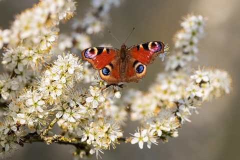 European Peacock Butterfly (Aglais io) sitting on white blossom of blooming tree in spring,