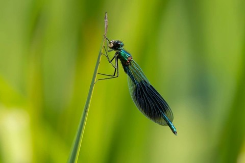 Banded demoiselle damselfly (Calopteryx splendens) adult male insect feeding on a small bug on a