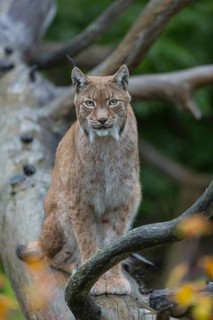 One Eurasian lynx, (Lynx lynx), sitting on fallen dead tree with a green natural background and