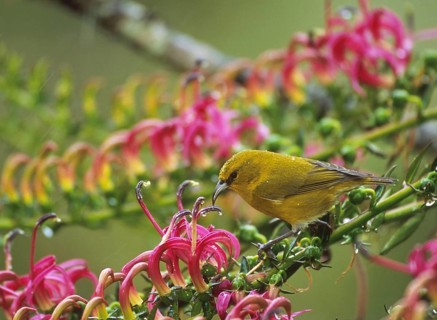 Kauai Amakihi (Chlorodrepanis stejnegeri) male, Hawaii, USA