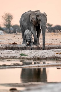 African elephant (Loxodonta africana), mother with young, drinking at the waterhole, reflection, at