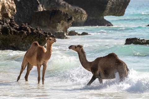 Dromedary (Camelus dromedarius), camels, bathing in the sea, Oman