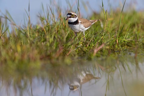 Little Ringed Plover, Little Plover, Little Plover, Charadrius dubius, Petit Gravelot, Chorlitejo