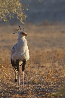 Secretarybird (Sagittarius serpentarius), Northern Cape, South Africa