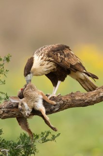 Northern Crested Caracara (Caracara cheriway) juvenile eats on carrion, Texas, USA