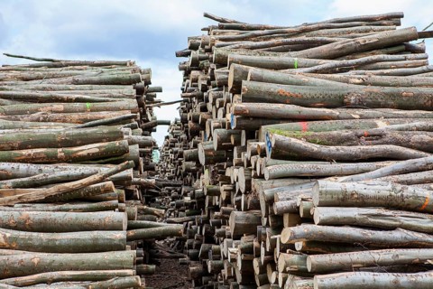 Pile of beech wood, Germany