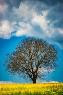 Old English oak (Quercus robur), on the Hödinger Berg, Hödingen, Lake Constance district, Upper