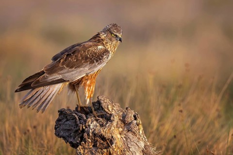 Western Marsh Harrier (Circus aeruginosus) male, Spain