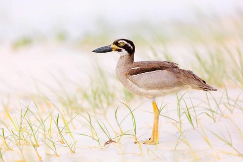 Beach Stone-curlew (Esacus magnirostris), Queensland, Australia