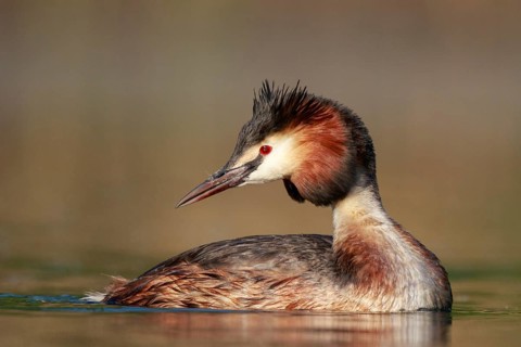 Great Crested Grebe (Podiceps cristatus), North Rhine-Westphalia, Germany