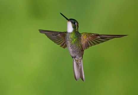 White-throated Mountain Gem (Lampornis castaneoventris) high in the mountains at San Gerrardo de