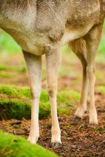 European fallow deer (Dama dama) stag, feet, detail, Bavaria, Germany