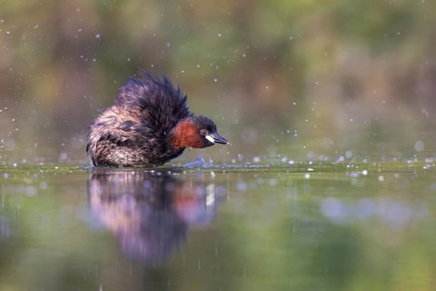 Little Grebe (Tachybaptus ruficollis), North Rhine-Westphalia, Germany