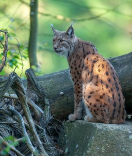 Eurasian lynx (Lynx lynx) sitting on a rock and looking attentively, captive, Bavarian Forest,