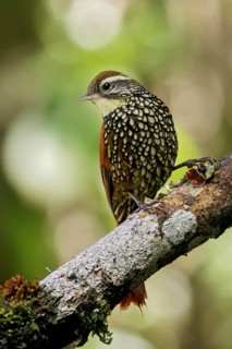 Pearled Treerunner (Margarornis squamiger) perched on a branch in the Andes Mountains of Colombia