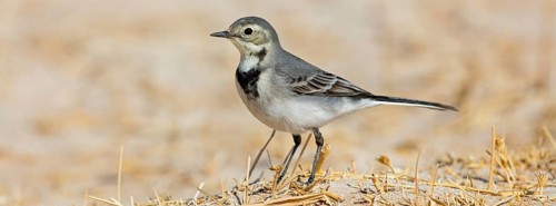 White wagtail, (Motacilla alba), songbird, Muntasar oasis, Salalah, Dhofar, Oman