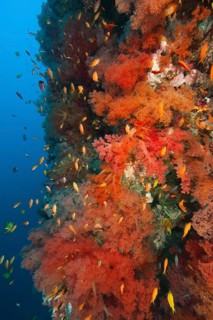 Many red orange soft corals (Dendronephthya) growing on steep wall Steep drop off steep reef wall