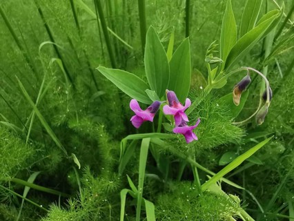 Pink flowers of the rice dye plant (peristrophe roxburghiana) with strong green leaves in a lush