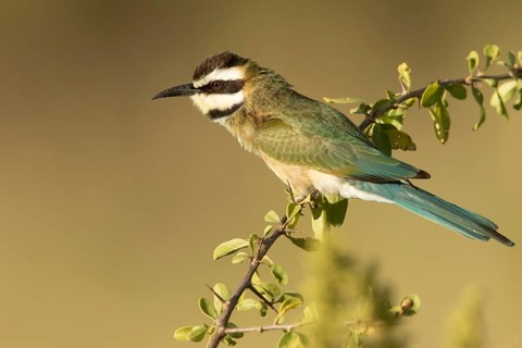White-throated Bee-eater (Merops albicollis) perched on a branch, Samburu, Kenya