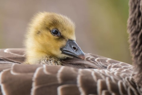 Greylag Goose (Anser anser) chick, Lower Saxony, Germany