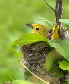 A female Yellow Warbler, Setophaga petechia, sitting on her nest in Saskatchewan, Canada