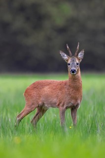 European roe deer (Capreolus capreolus) adult buck, male foraging in grassland, meadow at forest