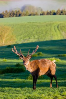 One male Altai maral, Altai wapiti or Altai elk (Cervus canadensis sibiricus) stands on a meadow in
