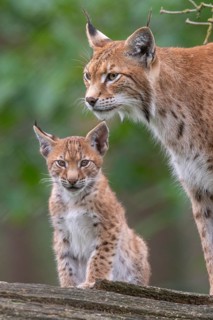 Lynx (Lynx lynx) with young, Haltern, North Rhine-Westphalia, Germany