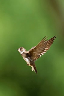 Sand martin (Riparia riparia), in flight, Reussegg nature reserve, Canton Aargau, Switzerland