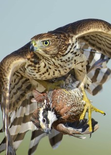 Sharp-shinned Hawk (Accipiter striatus) immature flying with male Northern Bobwhite (Colinus