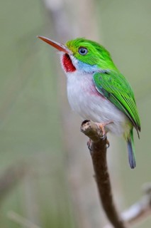 Cuban Tody (Todus multicolor) perched on a branch in Cuba