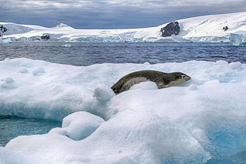 Antarctica, Cierva Cove, leopard seal, Rasr, iceberg, bay, animals, mammals