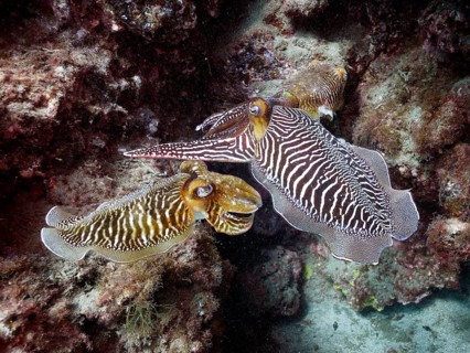 Common cuttlefish (Sepia officinalis)