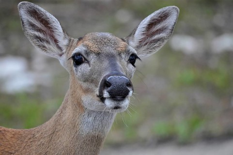 Key white-tailed deer (Odocoileus virginianus clavium)