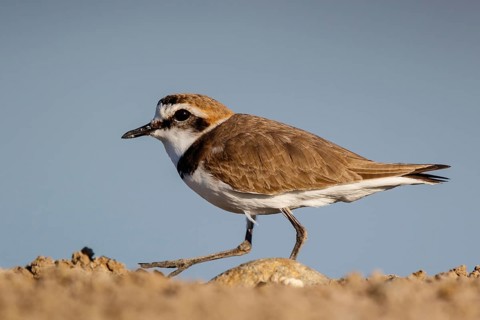 Kentish Plover (Charadrius alexandrinus) male, Lesvos, Greece