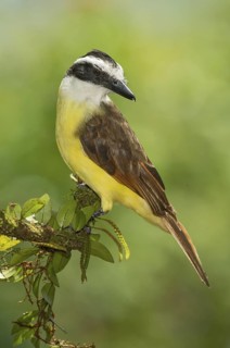 Great Kiskadee (Pitangus sulphuratus), Costa Rica