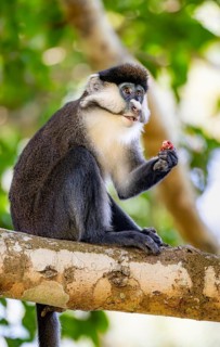 Red-tailed guenon or Congo white-nosed guenon (Cercopithecus ascanius schmidti), sitting on a tree,