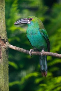 Crimson-rumped Toucanet (Aulacorhynchus haematopygus), adult male bird, perched on a branch,